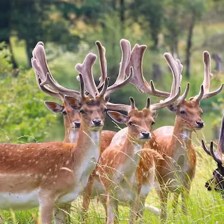 5 Minuten Het Knus Prive Дом отдыха Нордвейк-ан-Зее